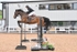 BPP_4002