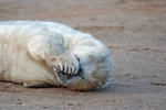 Atlantic Grey Seal
