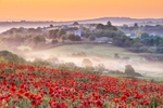 z4389 Poppy Mist and Carisbrooke Castle
