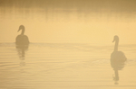 Mute swans in the mist on the Somerset Levels_00976