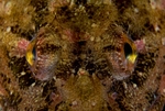 Taurulus bubalis eyes detail