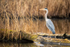 May - Grey Heron, Vale Royal Locks