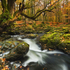 Autumnal Tollymore