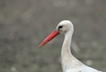 White Stork