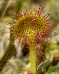 Round-leaved Sundew (01)