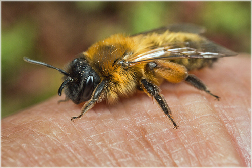 Newly-emerged [i]Andrena nigroaenea[/i] female. Staffordshire, April 2015.