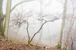 5289 Ragleth Wood, winter