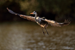 Great Blue Heron flying, Venice Rookery, Florida