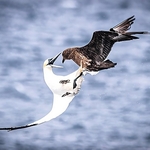 BBW-01-Gannet & Bonxie #1
