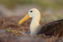 Waved Albatross sitting on ground, Espanola, Galapagos