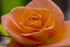 Flower - 20080715_38