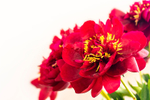 Red Peonies - DSC_4640