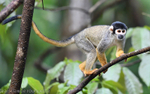 Blackheaded squirrel monkey