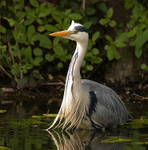 Grey Heron