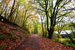 Kilminorth Woods autumn Looe 3