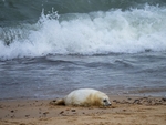 Atlantic Grey Seal