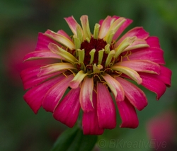 Floral 183