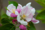 ACP_3440-1