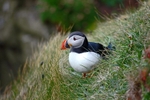 Puffin