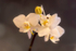White Orchid - DSC_2327