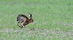 Hares 2018_0004