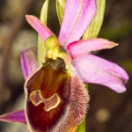 Tyrhennian Ophrys (Ophrys tyrrhena)