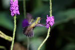 Charming Hummingbird, ...
