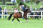 S21 - Novice & Newcomers 1st Ridden Pony portfolio