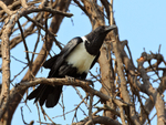 Pied Crow portfolio