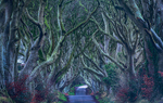 Dark Hedges, Northern Ireland.