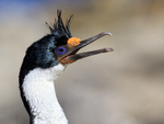 Imperial Shag head close view, Carcass Island, Falklands