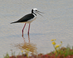 Black-winged Stilt portfolio