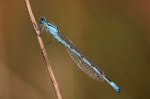 Common Blue Damsel