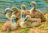Brood Of Seven