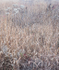 November Meadow