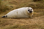 Grey Seal Pup