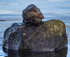 OTTER, ISLE OF MULL, SCOTLAND