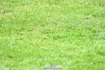 260703A-151542-09515