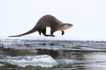 River Otter running, low angle