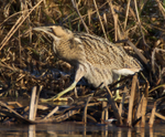 Bittern gingerly stepping out onto the ice