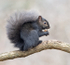 Grey Squirrel