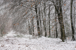 Chawton Park woods in the snow