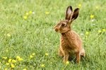 Brown Hare