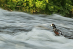 Harlequin Duck (drake), blurred water, River Laxa, Iceland