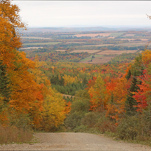 Rural road in autumn