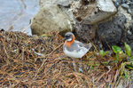 Red-necked Phalarope