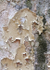Flaking