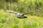 Great Grey Owl in Flight