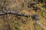 Resting up a Tree