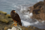 Striated Caracara